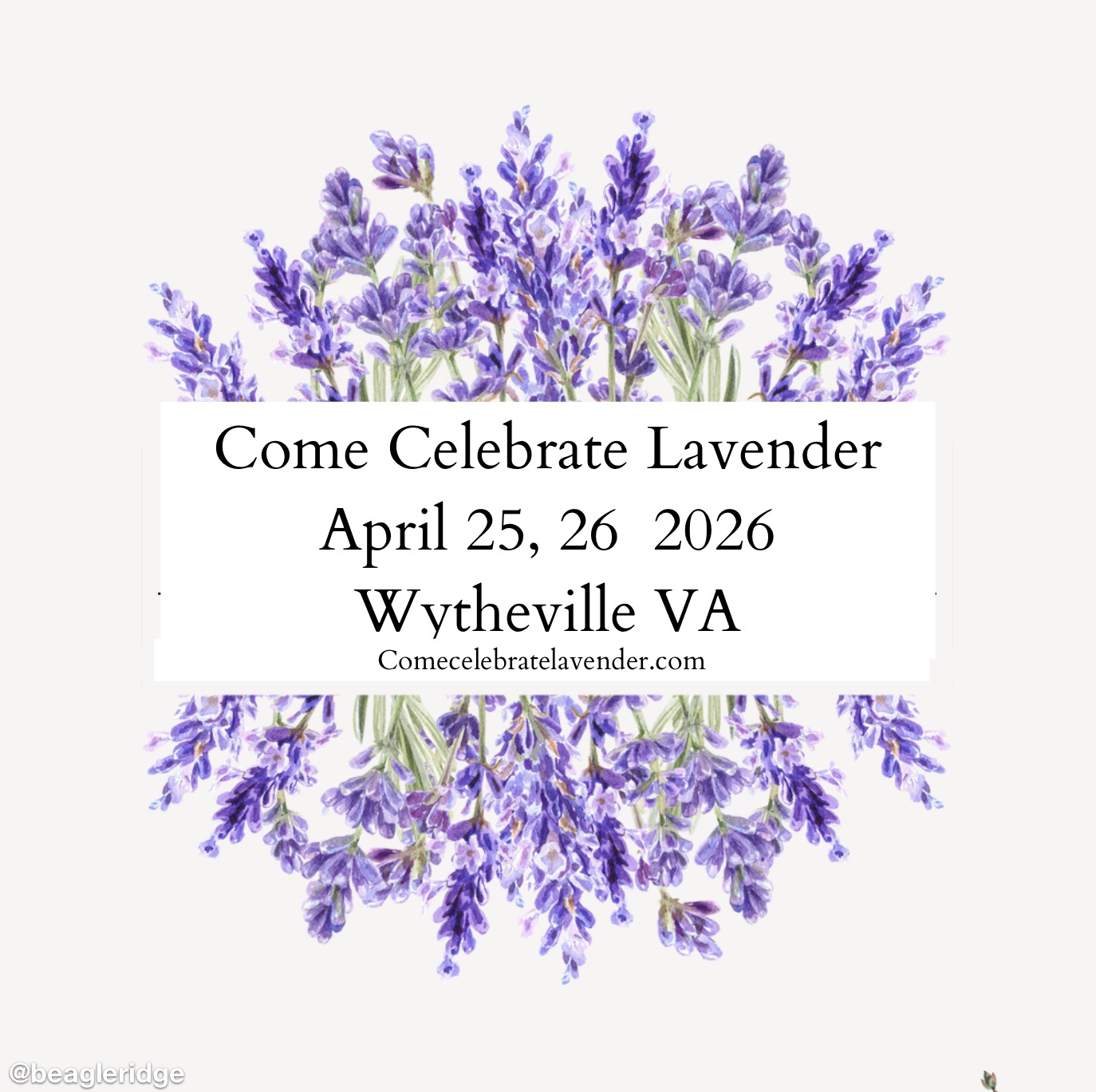 Lavender Wisk broom