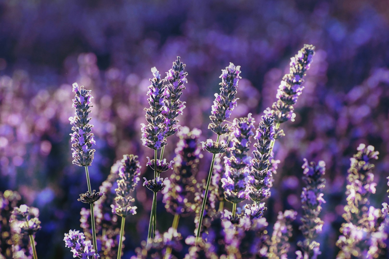Lavender Wisk broom